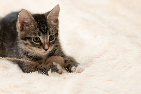 Gray tabby kitten plays on a fur blanket with a toy on a rope, copy space