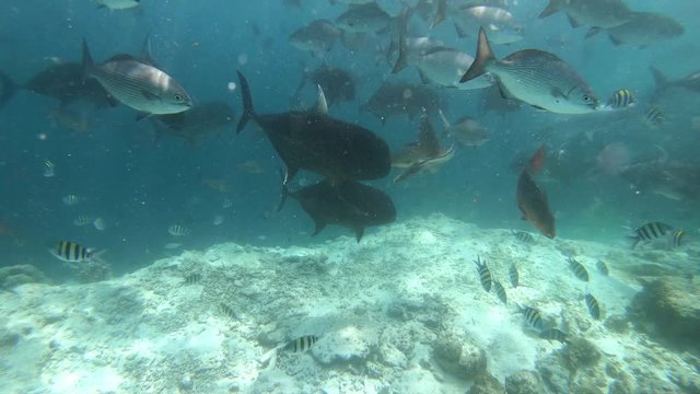 lemon shark showing um from the deep to grap a fish