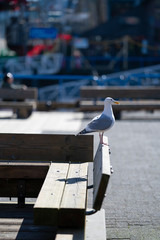 Seagull on Bench