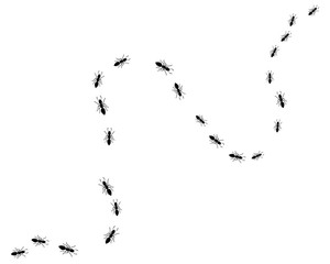 ant logo icon vector illustration design