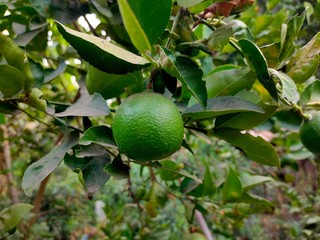 Close up of green lime on the tree with out of focus blur background