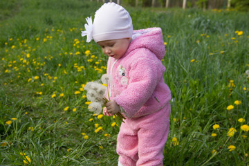 a little girl in a pink suit holds white dandelions against a green glade with yellow dandelions