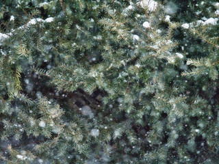 bush snow 