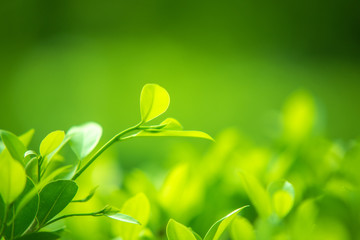 Close up of nature view green leaf on blurred greenery background under sunlight with bokeh 
