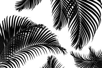Palm Leaf Background Illustration Black and white.