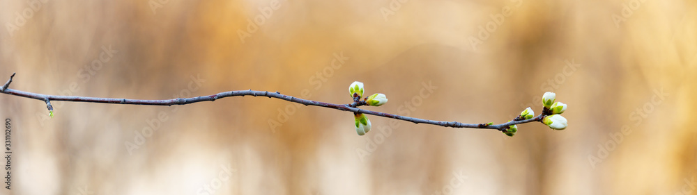 Wall mural panoramic view of bud and branches on bokeh background in early spring