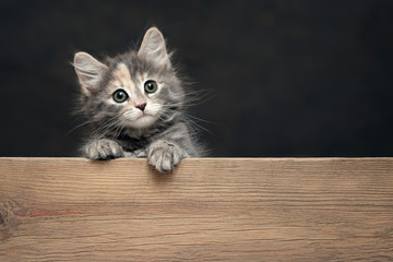 Beautiful gray female kitten rests its paws on a wooden board. Blank for advertisement or...