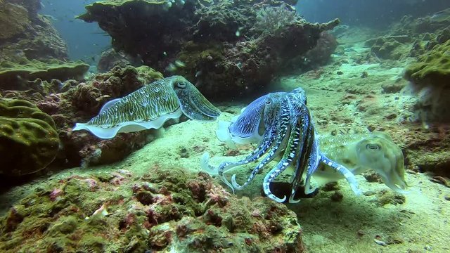 Matching of squid during the breeding season