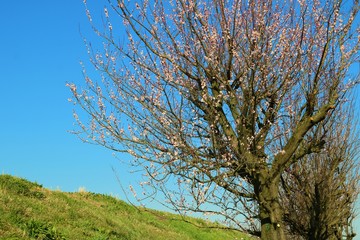 Obraz premium 梅の花 渡良瀬 風景 杤木