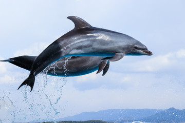 イルカのジャンプ