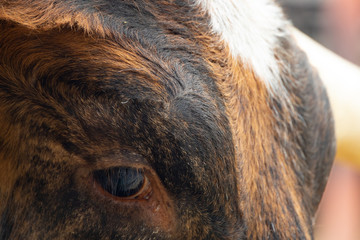 Longhorn head close-up