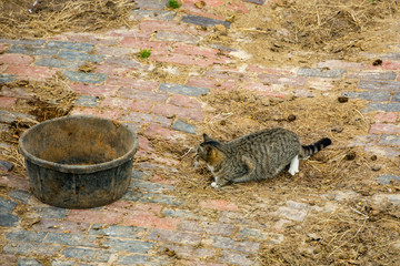 Mackerel Tabby, cat on the prowl	