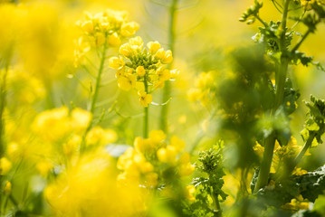 菜の花