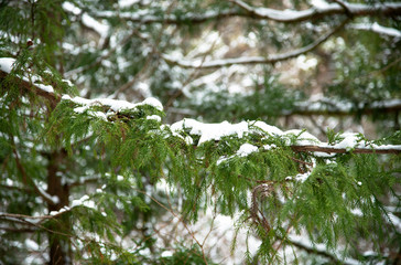 雪景色