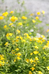 Fototapeta premium Wild flowers 봄날 야생화