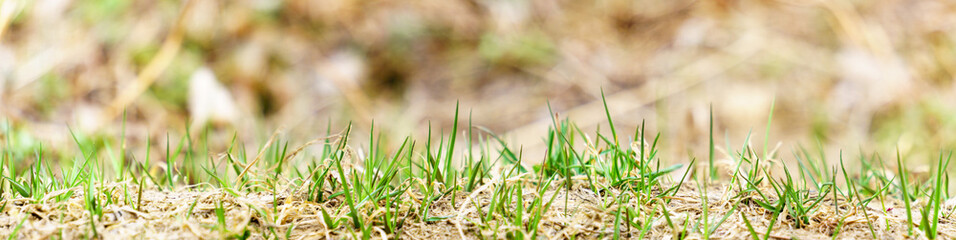 panoramic view of young grasson bokeh background in early spring. grass on a background. young grass in the field