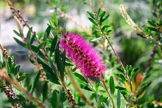 Pink callistemon in blurry background. Callistemon looks like a bottlebrush. It attracts birds and bees.