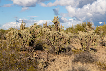 Various cactus and desert plants landscape scenery in Arizona Sonoran desert.