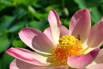 pink lotus flower