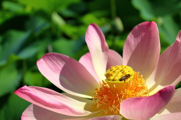 Fototapeta na wymiar pink lotus flower