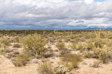 Various cactus and desert plants landscape scenery in Arizona Sonoran desert.