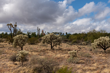 Various cactus and desert plants landscape scenery in Arizona Sonoran desert.
