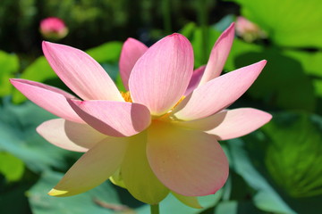 pink lotus flower