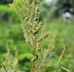 Green spinach flower from our garden