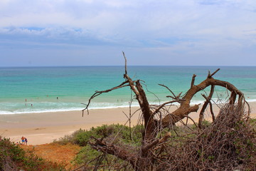 dead tree on the beach in port willunga, south australia
