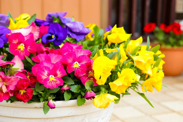 カラフルなガーデニング