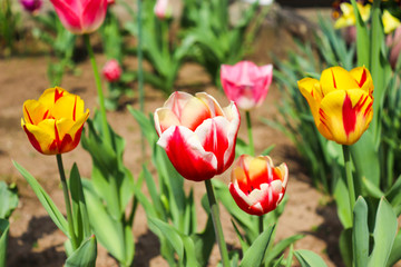 庭のチューリップ