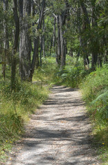 Bush walking trck Victoria Australia
