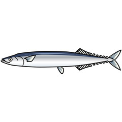 魚のイラストーサンマ