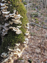 Moss and white shell mushrooms growing on a dead tree trunk in the forest