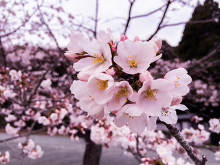 Fototapeta na wymiar ピンクに色づく桜