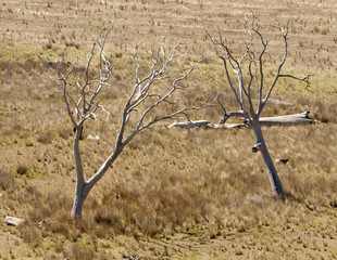 aerial view dead trees on open dry paddock Australia