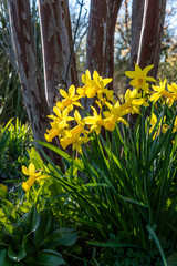Bright yellow daffodils in full bloom on a sunny day in the garden