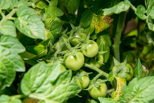 green tomatoes on the vine in a garden