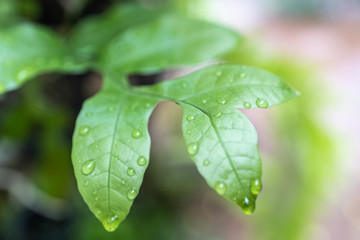 Green leaves with water drops