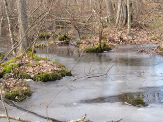 A swampy area frozen over with views of ice and moss growing on trees 