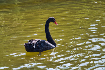 コクチョウ　黒鳥　旭山動物園