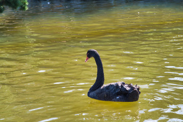コクチョウ　黒鳥　旭山動物園