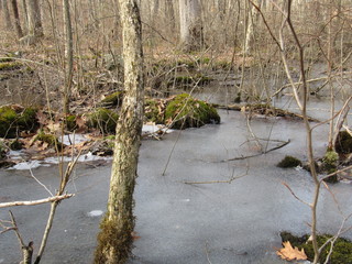 A swampy area frozen over with views of ice and moss growing on trees 