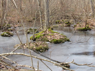 A swampy area frozen over with views of ice and moss growing on trees 