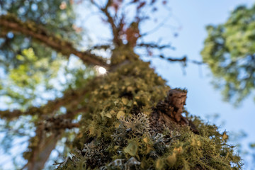 Life Sustaining Life in Mount Lemmon Demonstrated by an Upclose of a Growing Tree