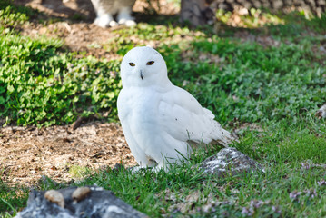 シロフクロウ　旭山動物園