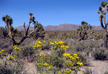 Arizona desert with flowers