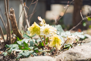 クリスマスローズの花　白色