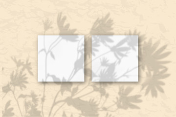 2 square sheets of white textured paper on the sand-colored wall. Mockup overlay with the plant shadows. Natural light casts shadows from flowers and leaves of daisies. Flat lay, top view