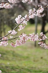 桜　サクラ　さくら